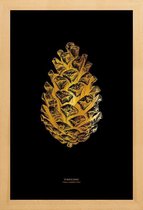 JUNIQE - Poster met houten lijst Pinecone gouden -30x45 /Goud & Zwart