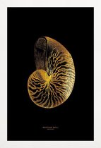 JUNIQE - Poster met houten lijst Nautilus Shell gouden -13x18 /Goud &