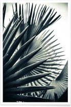 JUNIQE - Poster Palm Shade 2 -13x18 /Grijs & Groen