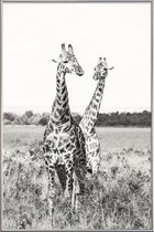 JUNIQE - Poster met kunststof lijst Giraffenpaar -40x60 /Grijs & Wit