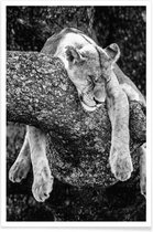 JUNIQE - Poster Rustende leeuw -40x60 /Wit & Zwart