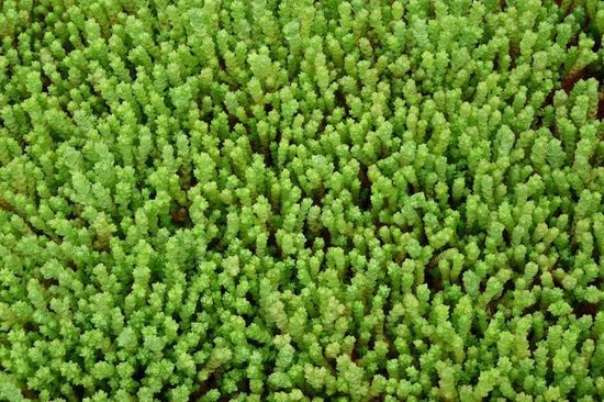 6x Muurpeper (Sedum acre) - P9 pot (9x9)