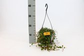 Kamerplant van Botanicly – Dwergpeper in hangpot als set – Hoogte: 25 cm – Peperomia obtusifolia