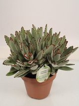 Cactus van Botanicly – Kalanchoe tomentosa – Hoogte: 27 cm