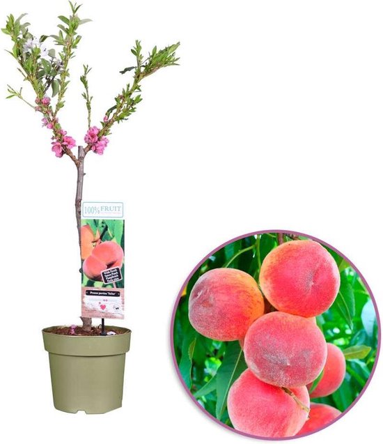 100 % Fruit From Boskoop - Perzikboom - Prunus persica 'Perzik'- pot 21 cm - Hoogte 80 cm - Diameter pot 21 cm
