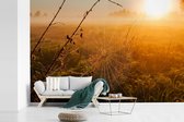 Behang - Fotobehang Opkomende zon over mistig veld met spinnenweb - Breedte 360 cm x hoogte 240 cm