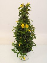 Kamerplant van Botanicly – Gelsemium sempervirens Piramide – Hoogte: 50 cm