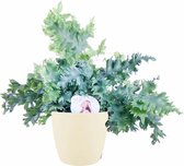 Varen van Botanicly – Blauwvaren incl. crème kleurig sierpot als set – Hoogte: 48 cm – Phlebodium Blue Star