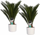 Kamerplanten van Botanicly – 2 × Varenpalm incl. witte cilindrische sierpot als set – Hoogte: 55 cm – Cycas Revoluta