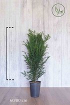 10 stuks | Taxus baccata Pot 60-80 cm - Formele haag - Geschikt voor vormsnoei - Vruchtdragend - Weinig onderhoud