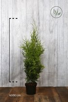10 stuks | Westerse Levensboom 'Brabant' Pot 60-80 cm - Snel zichtdicht - Vruchtdragend - Weinig onderhoud - Zeer winterhard