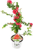 Chaenomeles s. 'Pink Storm' | Dwergkwee - Buitenplant in kwekerspot ⌀19 cm - ↕40-50 cm