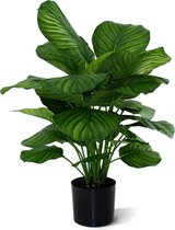 Calathea Fasciata 80cm