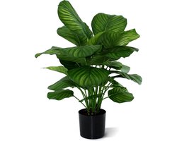 Calathea Fasciata 80cm