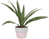 Kamerplant Dracaena Warnecki - ± 20cm hoog – 12cm diameter - in roze betonnen pot