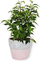 Kamerplant Ficus Natasja - ± 25cm hoog – 12 cm diameter - in roze betonnen pot