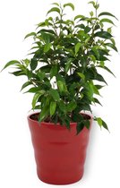 Kamerplant Ficus Natasja - ± 25cm hoog – 12 cm diameter - in rode pot