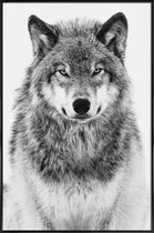 JUNIQE - Poster in kunststof lijst Winterwolf -40x60 /Grijs