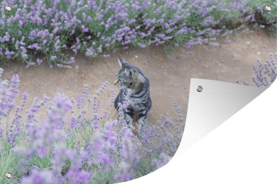 Tuindecoratie Kat tussen de lavendel struiken - 60x40 cm - Tuinposter |  bol.com
