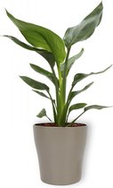 Kamerplant Strelitzia Reginae - Paradijsvogelbloem - ± 35cm hoog - 12cm diameter - in zilverkleurige pot