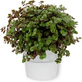 Kamerplant Callisia Turtle – Schildpadplant - ± 15cm hoog – 12 cm diameter - in betonnen witte pot