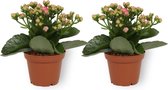 2x Kamerplant Kalanchoë Perfecta - met roze bloemen - ± 10cm hoog – 7cm diameter