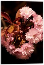 Acrylglas - Roze Bloementak - 40x60cm Foto op Acrylglas (Met Ophangsysteem)