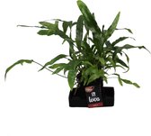FloriaFor - Lova Microsorum Diversifolium - - ↨ 48cm - ⌀ 17cm