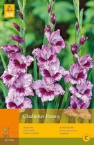 2 stuks 7 Gladiolus Passos