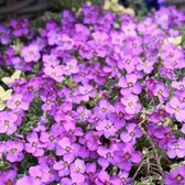 6x Randjesbloem (Aubrieta 'Argenteovariegata') - P9 pot (9x9)