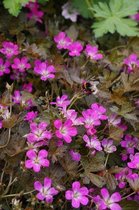 6x Ooievaarsbek (Geranium 'Orkney Cherry') - P9 pot (9x9)