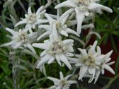 6x Edelweiss (Leontopodium alpinum) - P9 pot (9x9)