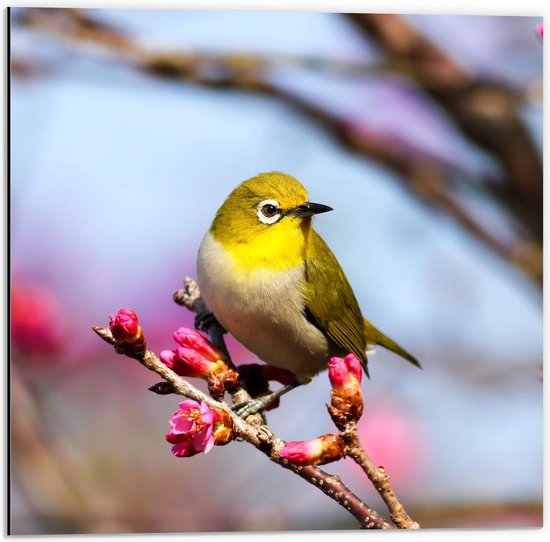 Dibond - Klein Geel Vogeltje op een Tak met Roze Bloementjes - 50x50cm Foto op Aluminium (Wanddecoratie van metaal)