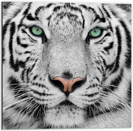 Dibond - Witte Tijger met Felgroene Ogen - 50x50cm Foto op Aluminium (Wanddecoratie van metaal)