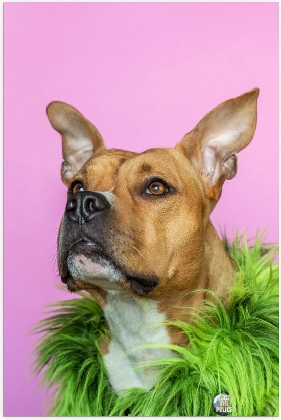Poster – Leuke Bruine Hond met een Groene Boa - 80x120cm Foto op Posterpapier