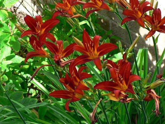 6x Daglelie (Hemerocallis ‘Sammy Russell’)