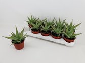 Kamerplant van Botanicly – Aloe Snowflake – Hoogte: 20 cm