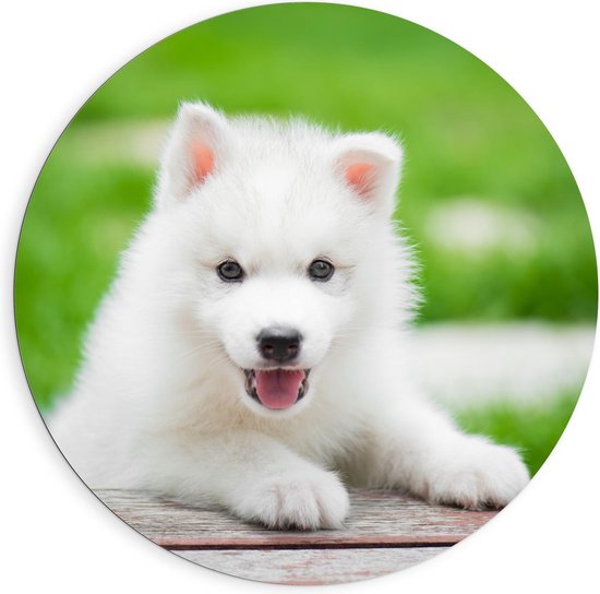 Dibond Wandcirkel - Blije Witte Husky pup - 90x90cm Foto op Aluminium Wandcirkel (met ophangsysteem)