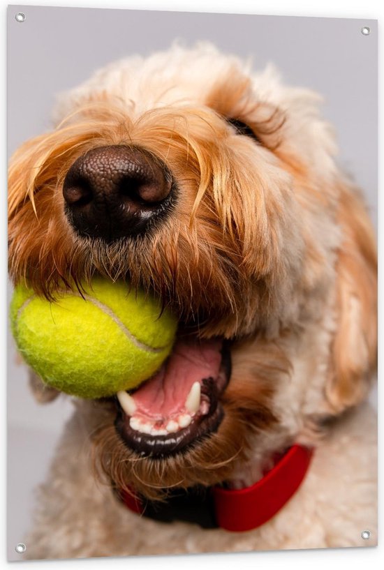 Tuinposter – Blonde Labradoodle Hond met Tennisballetje - 80x120cm Foto op Tuinposter  (wanddecoratie voor buiten en binnen)