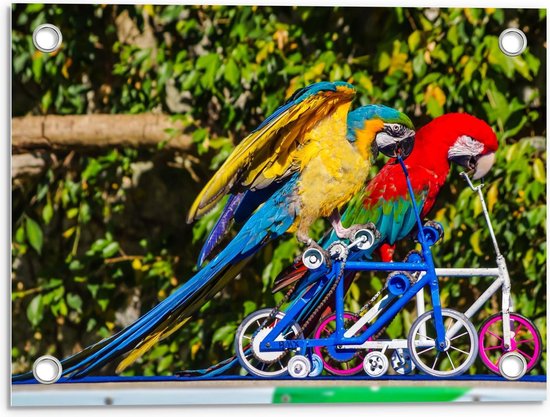 Tuinposter – Papagaai Fietsen Race - 40x30cm Foto op Tuinposter  (wanddecoratie voor buiten en binnen)