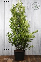 10 stuks | Laurier Caucasica Pot 150-175 cm Extra kwaliteit | Standplaats: Half-schaduw | Latijnse naam: Prunus laurocerasus Caucasica