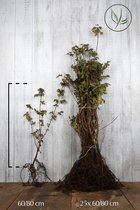 25 stuks | Veldesdoorn of Spaanse Aak Blote wortel 60-80 cm - Geschikt als hoge en lage haag - Informele haag - Prachtige herfstkleur - Bladverliezend