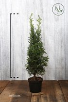 10 stuks | Taxus baccata Pot 30-40 cm Extra kwaliteit - Formele haag - Geschikt voor vormsnoei - Vruchtdragend - Weinig onderhoud