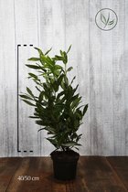 10 stuks | Laurier 'Herbergii' Pot 40-50 cm - Bloeiende plant - Compacte groei - Makkelijk te snoeien - Wintergroen - Zeer winterhard