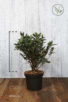 10 stuks | Laurier 'Otto Luyken' Pot 40-50 cm Extra kwaliteit - Bloeiende plant - Compacte groei - Geschikt als lage haag - Langzame groeier - Wintergroen