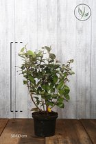 10 stuks | Olijfwilg, Zilverbes Pot 50-60 cm - Vruchtdragend - Wintergroen - Bloeiende plant - Geschikt voor tuinen aan zee - Grootbladig