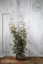 10 stuks | Olijfwilg, Zilverbes Kluit 100-125 cm - Bloeiende plant - Geschikt voor tuinen aan zee - Grootbladig - Vruchtdragend - Wintergroen