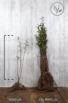 25 stuks | Gewone Liguster Blote wortel 40-60 cm - Snelle groeier - Bladverliezend - Bloeiende plant - Populair bij vogels