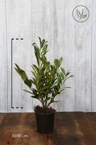 10 stuks | Laurier 'Caucasica' Pot 30-40 cm - Geschikt in kleine tuinen - Makkelijk te snoeien - Snelle groeier - Wintergroen