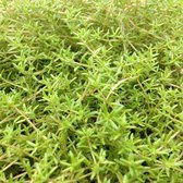 VDVELDE Naaldkruid Crassula Recurva - 4 stuks + Aqua Set - Winterharde - Zuurstofplant voor de Vijver - Van der Velde Waterplanten